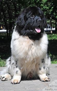 Фото: ньюфаундленд Кипер Соул Жемчужный Король