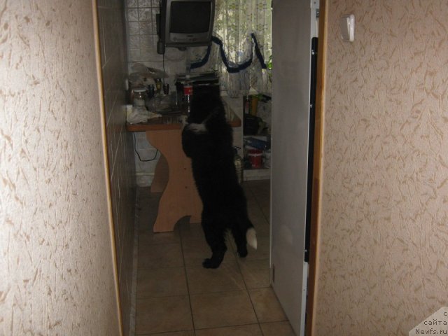 Фото: Анна Ларичкина, ньюфаундленд Иванушка Интернешнл