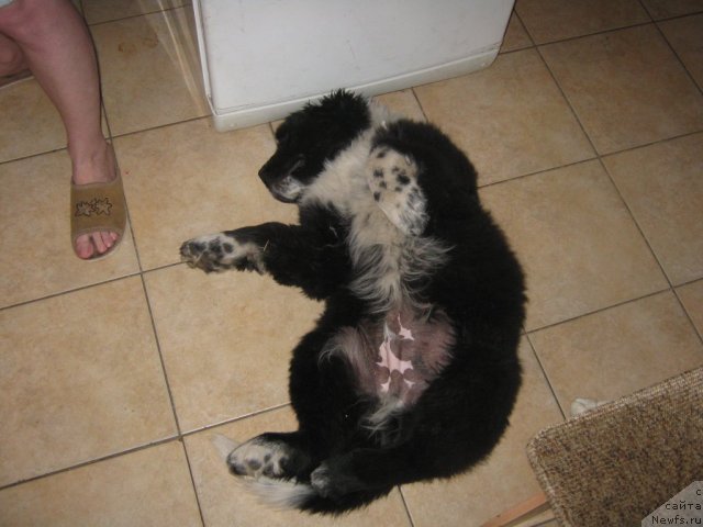 Фото: ньюфаундленд Иванушка Интернешнл