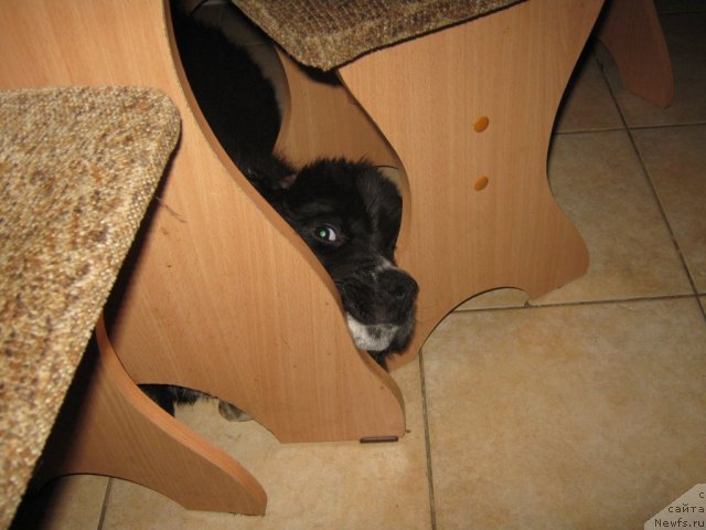 Фото: ньюфаундленд Иванушка Интернешнл