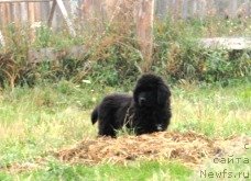 Фото: ньюфаундленд Амулет Гранд Прайз