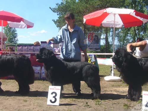 Фото: ньюфаундленд Бенц