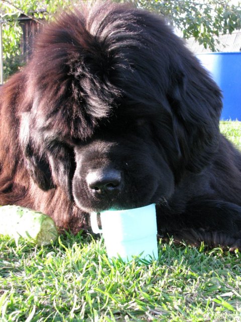 Фото: ньюфаундленд Иван Царевич из Тихого Омута (Ivan Tsarevich iz Tihogo Omuta)