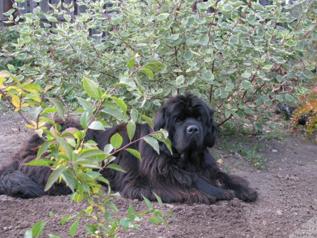 Фото: ньюфаундленд Иван Царевич из Тихого Омута (Ivan Tsarevich iz Tihogo Omuta)