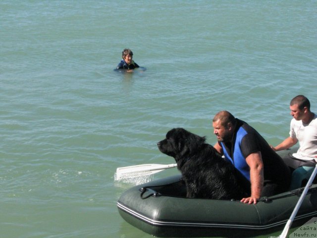 Фото: ньюфаундленд Topgallant's Attorney, Юрий Малев