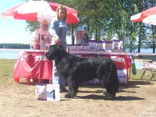 Фото: ньюфаундленд Маг Исполин Жгучий Брюнет