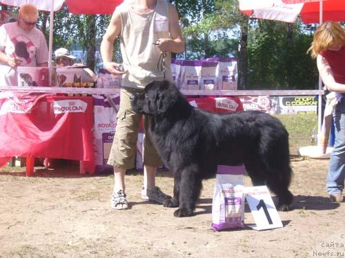 Фото: ньюфаундленд Антей Тревеллеринтайм