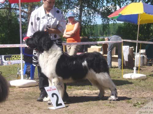 Фото: ньюфаундленд Даанич Флирт Рококо (Daanich Flirt Rokoko)