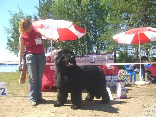 Фото: ньюфаундленд Фаворит Никас из Медвежьего Яра (Favorite Nika's iz Medvejyego Yara)