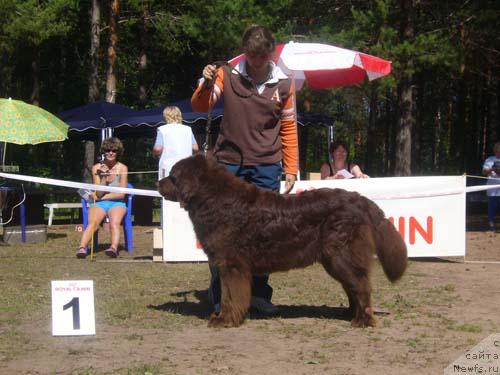 Фото: ньюфаундленд Кока Кола'с Иммидж Стар Эмр Фаворит