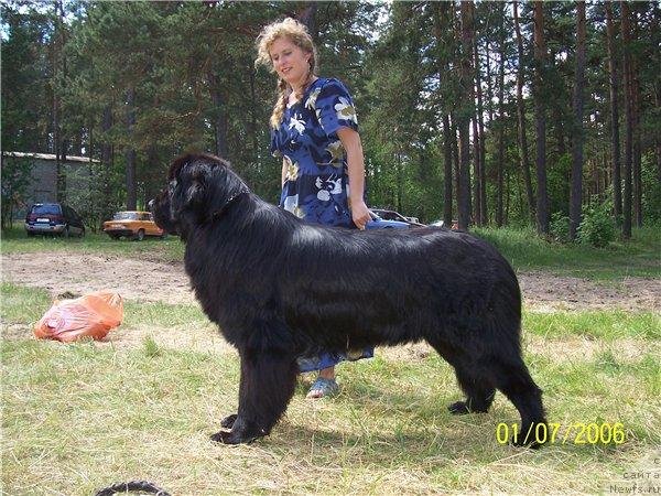 Фото: ньюфаундленд Bellami from Giant's Island