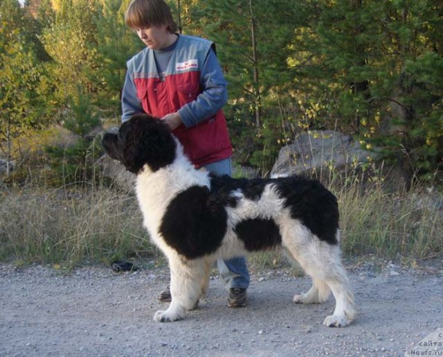 Фото: ньюфаундленд Супер Премиум Жодо Феролли (Super Premium Zhodo Ferolli)