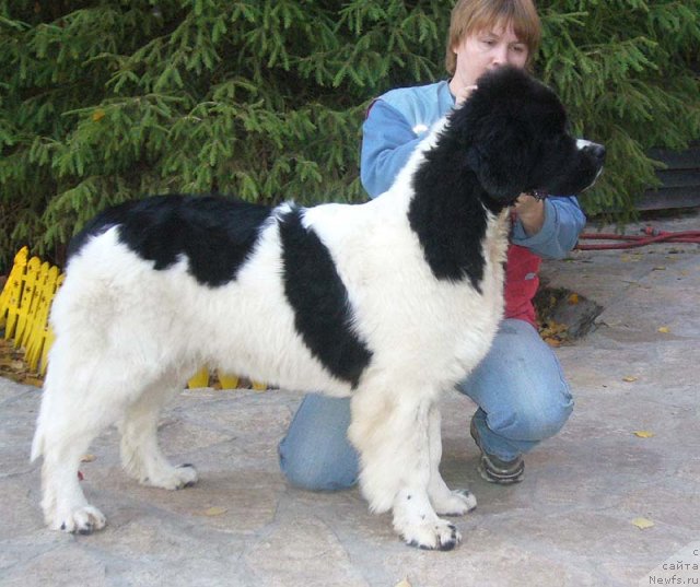 Фото: ньюфаундленд Супер Премиум Женева (Super Premium Zheneva)