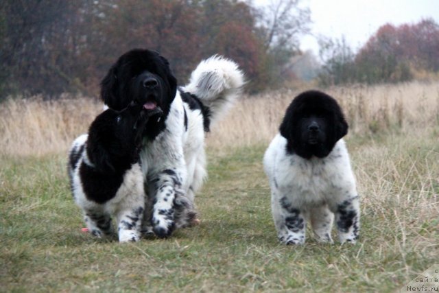 Фото: ньюфаундленд Супер Бизон Арго (Super Bizon Argo), ньюфаундленд Аквиан Сонг Зес Трибьют ту Фешен, ньюфаундленд Аквиан Сонг Зиппи Панда