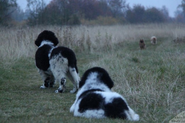 Фото: ньюфаундленд Аквиан Сонг Зес Трибьют ту Фешен, ньюфаундленд Аквиан Сонг Зиппи Панда