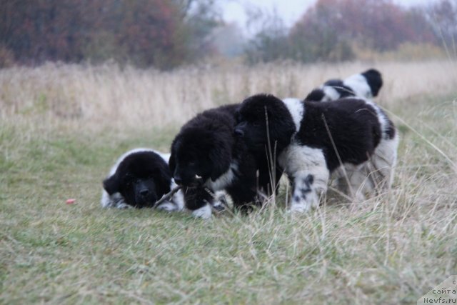Фото: ньюфаундленд Аквиан Сонг Зиппи Панда, ньюфаундленд Икона Стиля, ньюфаундленд Аквиан Сонг Зес Трибьют ту Фешен