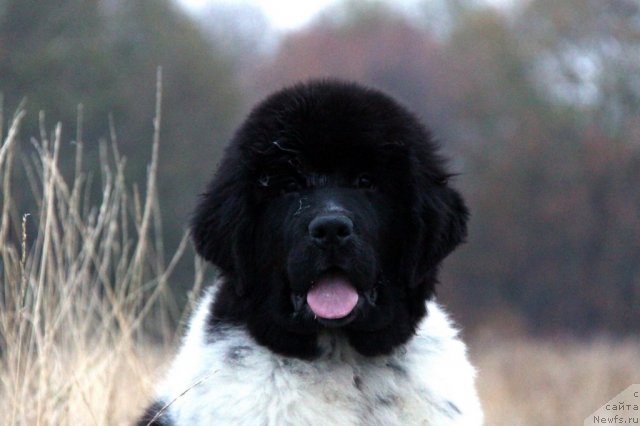 Фото: ньюфаундленд Аквиан Сонг Зиппи Панда
