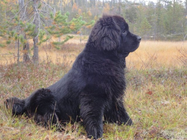 Фото: ньюфаундленд Уютная Долина Арнфрид Феодор, ньюфаундленд Уютная Долина Арнфрид Феодор