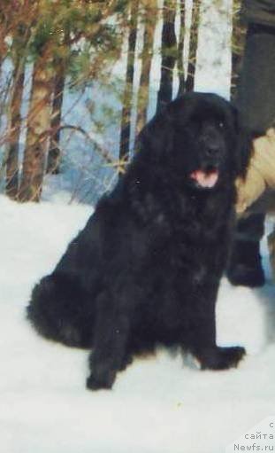 Фото: ньюфаундленд Дэсси Мэрвиль