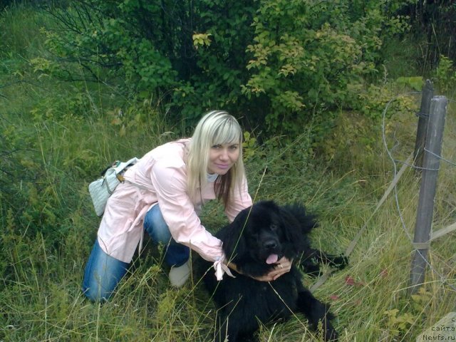 Фото: ньюфаундленд Хит Сезона от Сибирского Медведя, Юлия Иванова