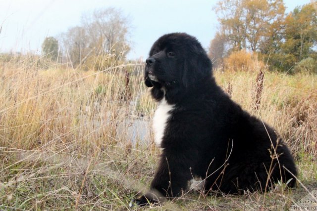 Фото: ньюфаундленд Икона Стиля