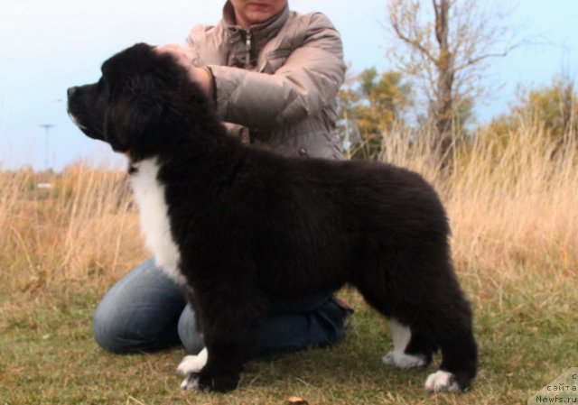 Фото: ньюфаундленд Икона Стиля