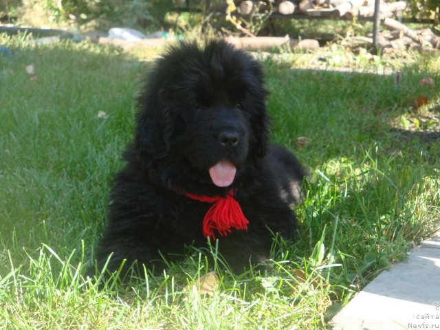 Фото: ньюфаундленд Их Высочество Глория Айрис (Ih Visochestvo Gloria Airis)