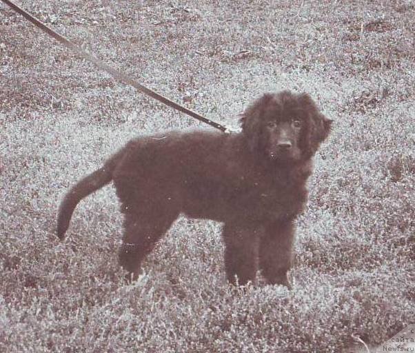 Фото: ньюфаундленд Хент-Берта-Мауэр-Жульян