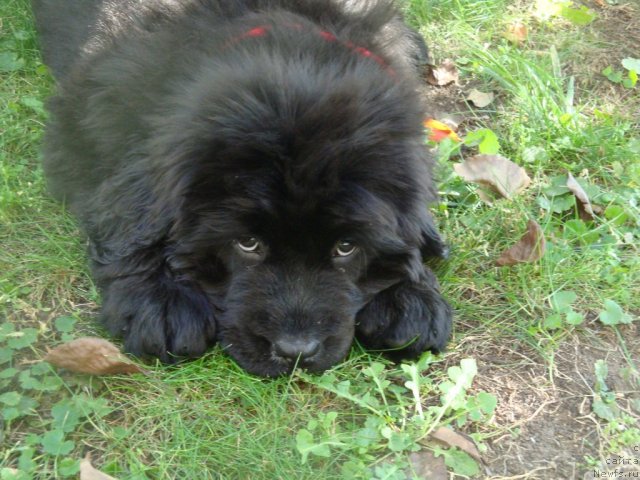 Фото: ньюфаундленд Их Высочество Глория Айрис (Ih Visochestvo Gloria Airis)