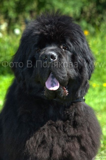 Фото: ньюфаундленд Смигар Нансен Неустрашимый (Smigar Nansen Neustrashimy)