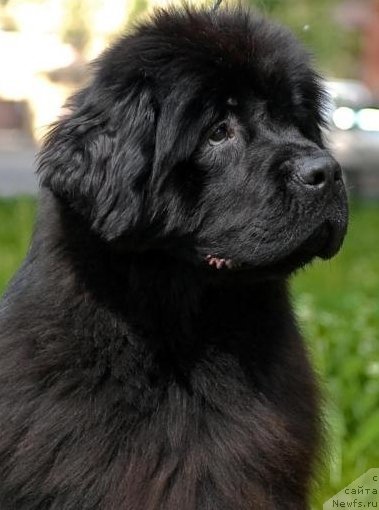 Фото: ньюфаундленд Смигар Нимфея Неотразимая (Smigar Nimfeya Neotrazimaya)