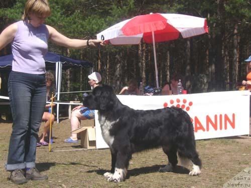 Фото: ньюфаундленд Маг Исполин Елана (Mag Ispolin Elana)
