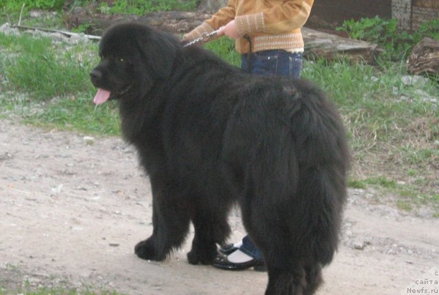Фото: ньюфаундленд Жгучий Брюнет Мистер Ньюф (Zhguchiy Bryunet Mister Newf)