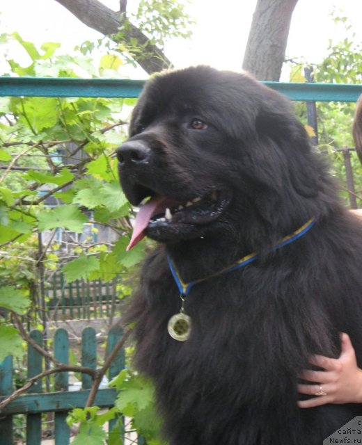 Фото: ньюфаундленд Жгучий Брюнет Мистер Ньюф (Zhguchiy Bryunet Mister Newf)