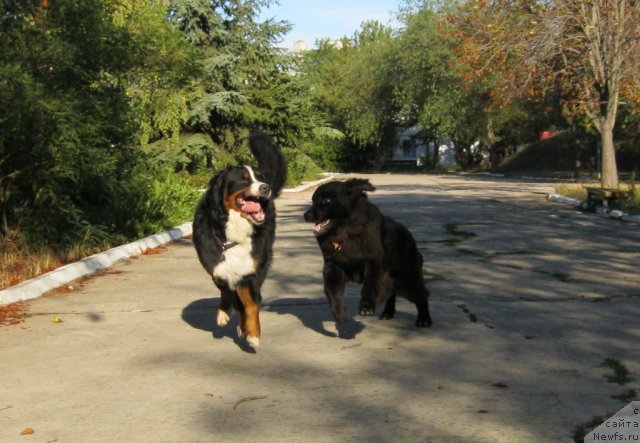 Фото: ньюфаундленд Юнона