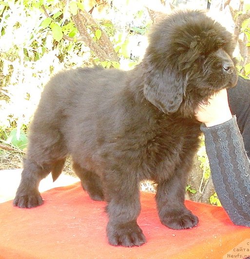 Фото: ньюфаундленд Их Высочество Глория Айрис (Ih Visochestvo Gloria Airis)