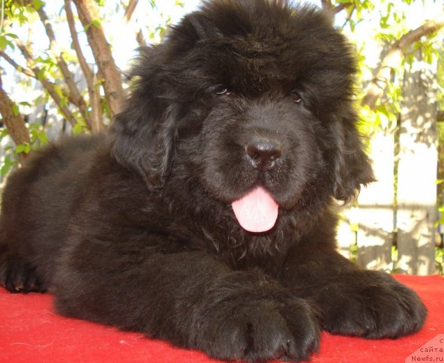 Фото: ньюфаундленд Их Высочество Глория Айрис (Ih Visochestvo Gloria Airis)