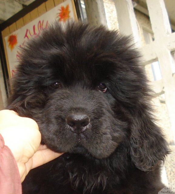 Фото: ньюфаундленд Их Высочество Глория Айрис (Ih Visochestvo Gloria Airis)