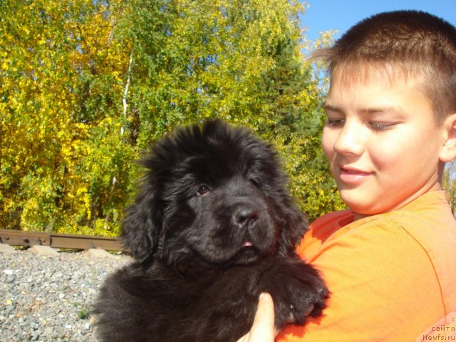 Фото: ньюфаундленд Их Высочество Глория Айрис (Ih Visochestvo Gloria Airis)