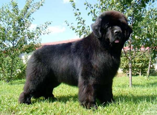 Фото: ньюфаундленд Волат Вялiкi Мядзведзь (Volat Vialiki Miadzvedz)