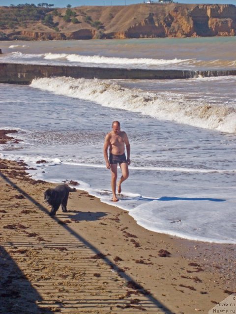 Фото: ньюфаундленд Бегущая по Волнам Ханд Маде (Beguschaya po Volnam Hand Made)