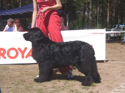 Фото: ньюфаундленд Виндзорская Проказница Лава