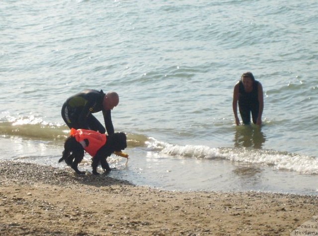 Фото: ньюфаундленд Бегущая по Волнам Ханд Маде (Beguschaya po Volnam Hand Made), Ольга Королева, Антон Яковлев