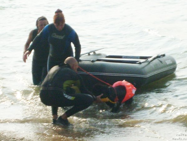 Фото: ньюфаундленд Бегущая по Волнам Ханд Маде (Beguschaya po Volnam Hand Made)