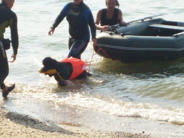 Фото: ньюфаундленд Бегущая по Волнам Ханд Маде (Beguschaya po Volnam Hand Made)