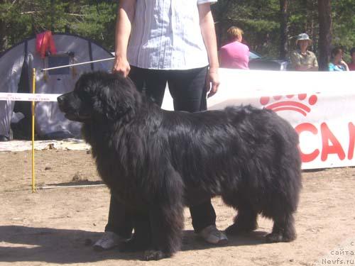 Фото: ньюфаундленд Обуш Шед Чарлея