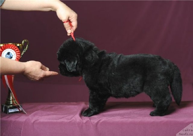 Фото: ньюфаундленд Цветок Лотоса ФраБелла из Аркаима