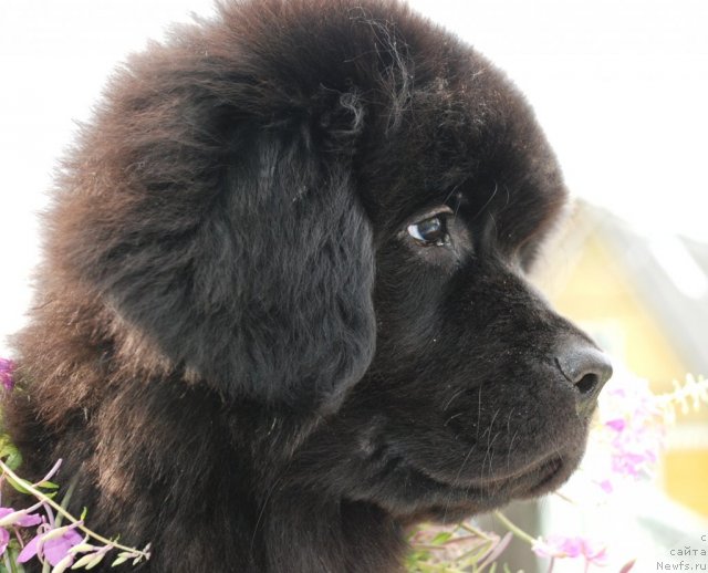 Фото: ньюфаундленд Цветок Лотоса ФраБелла из Аркаима