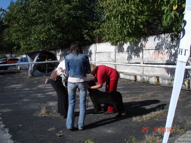 Фото: ньюфаундленд Бегущая по Волнам Хаста ла Виста (Beguschaya po Volnam Hasta la Vista), Валентина Артеменко