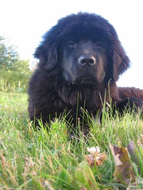 Фото: ньюфаундленд Цветок Лотоса ФраБелла из Аркаима